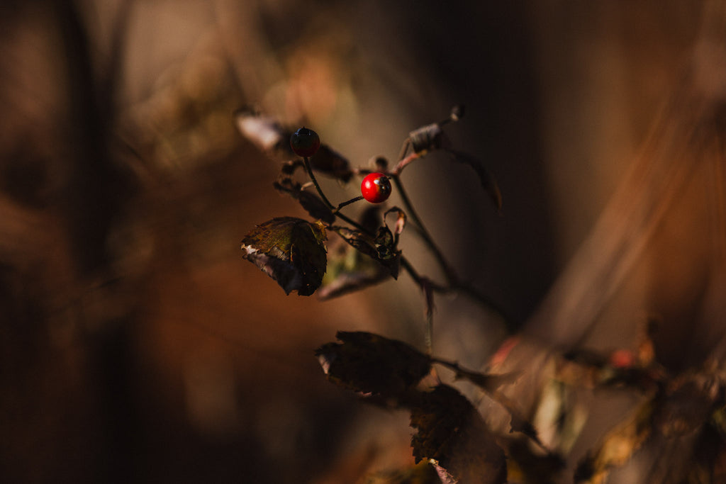 To Be Seen — Fine Art Print