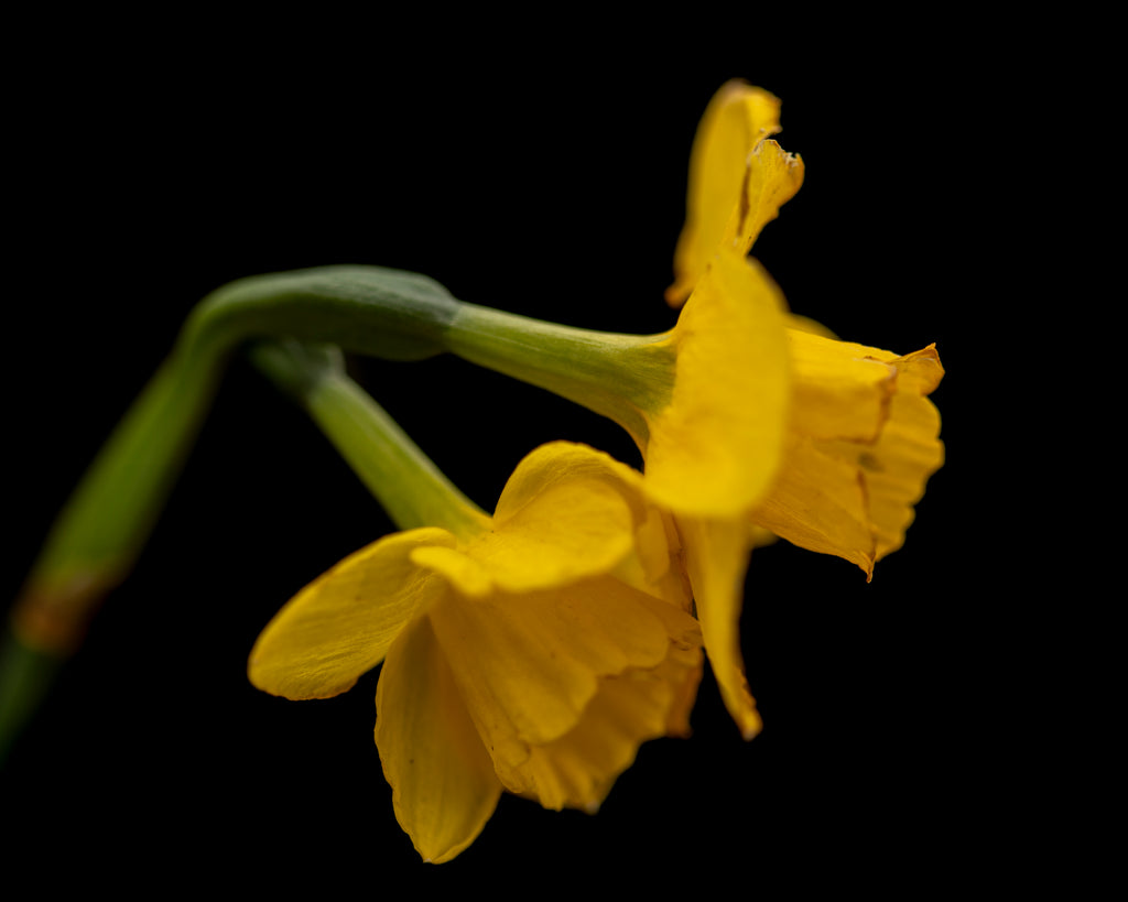 Two in Bloom – Limited Edition Fine Art Print