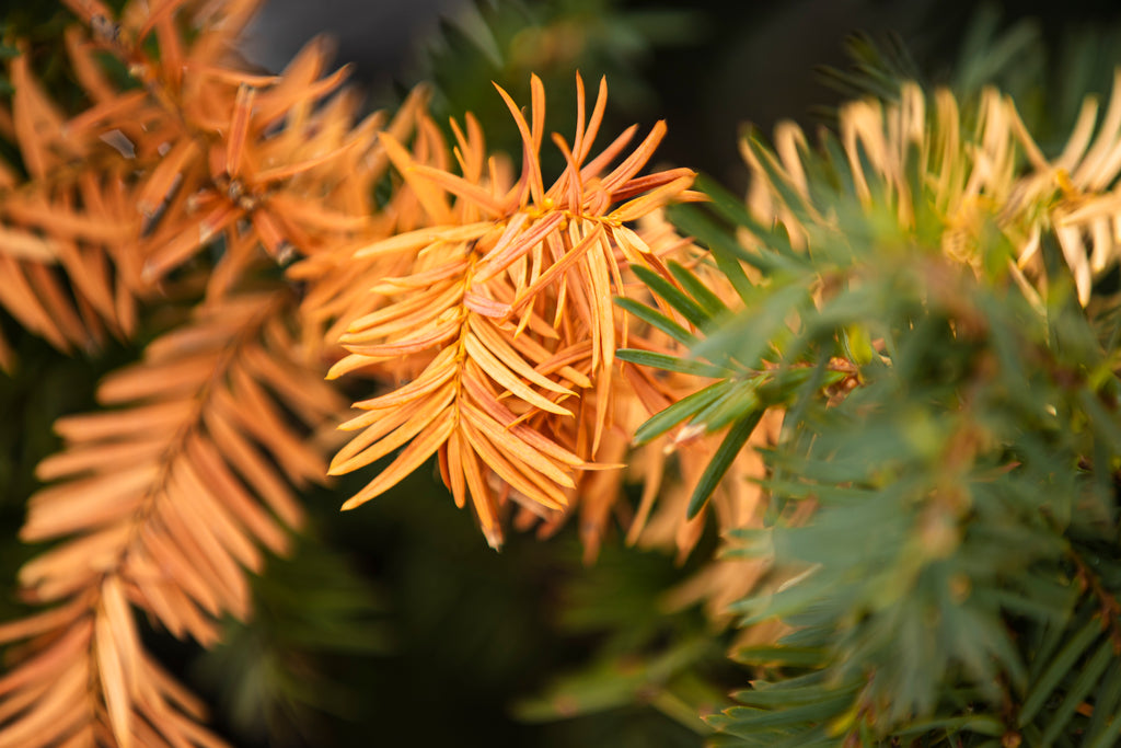 Last Light of Winter